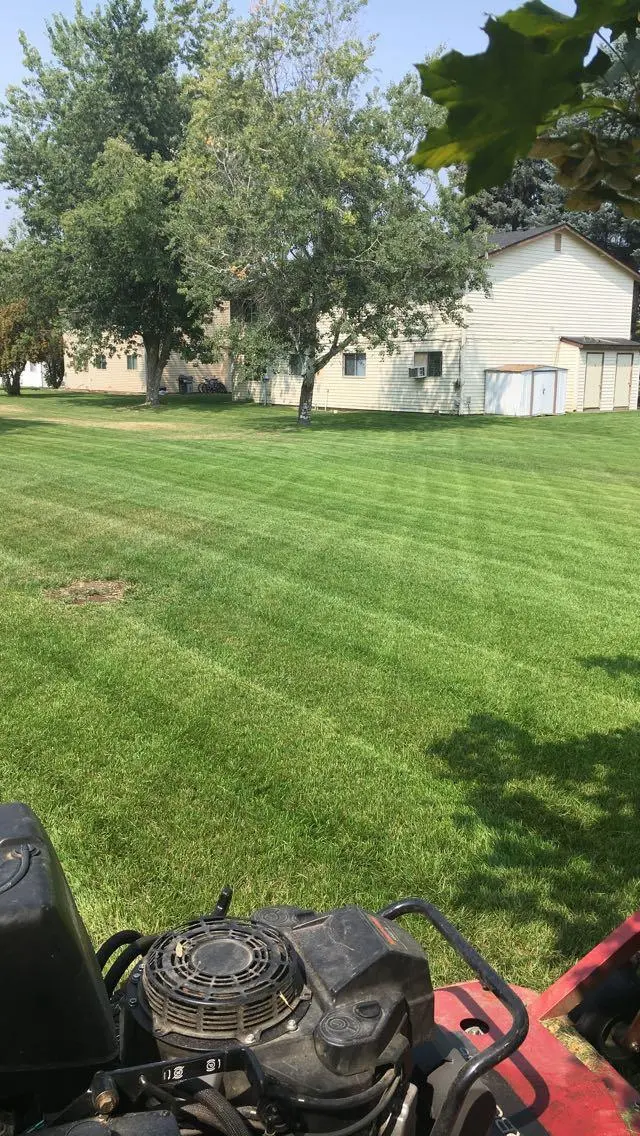 Freshly mowed lawn with stripes